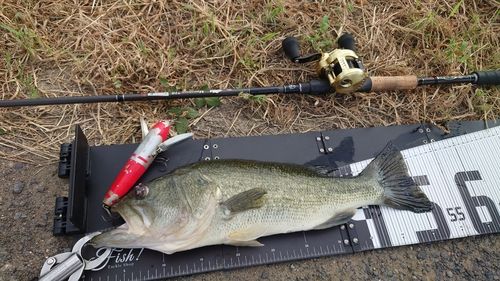 ブラックバスの釣果