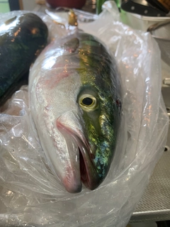 ヤズの釣果