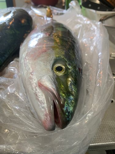 ヤズの釣果