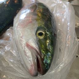 ヤズ