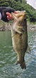 ブラックバスの釣果