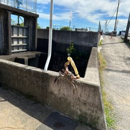 カニ