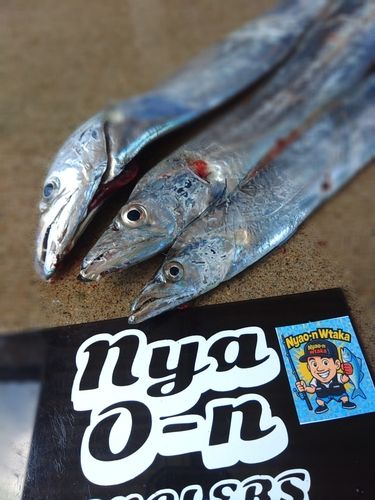 タチウオの釣果