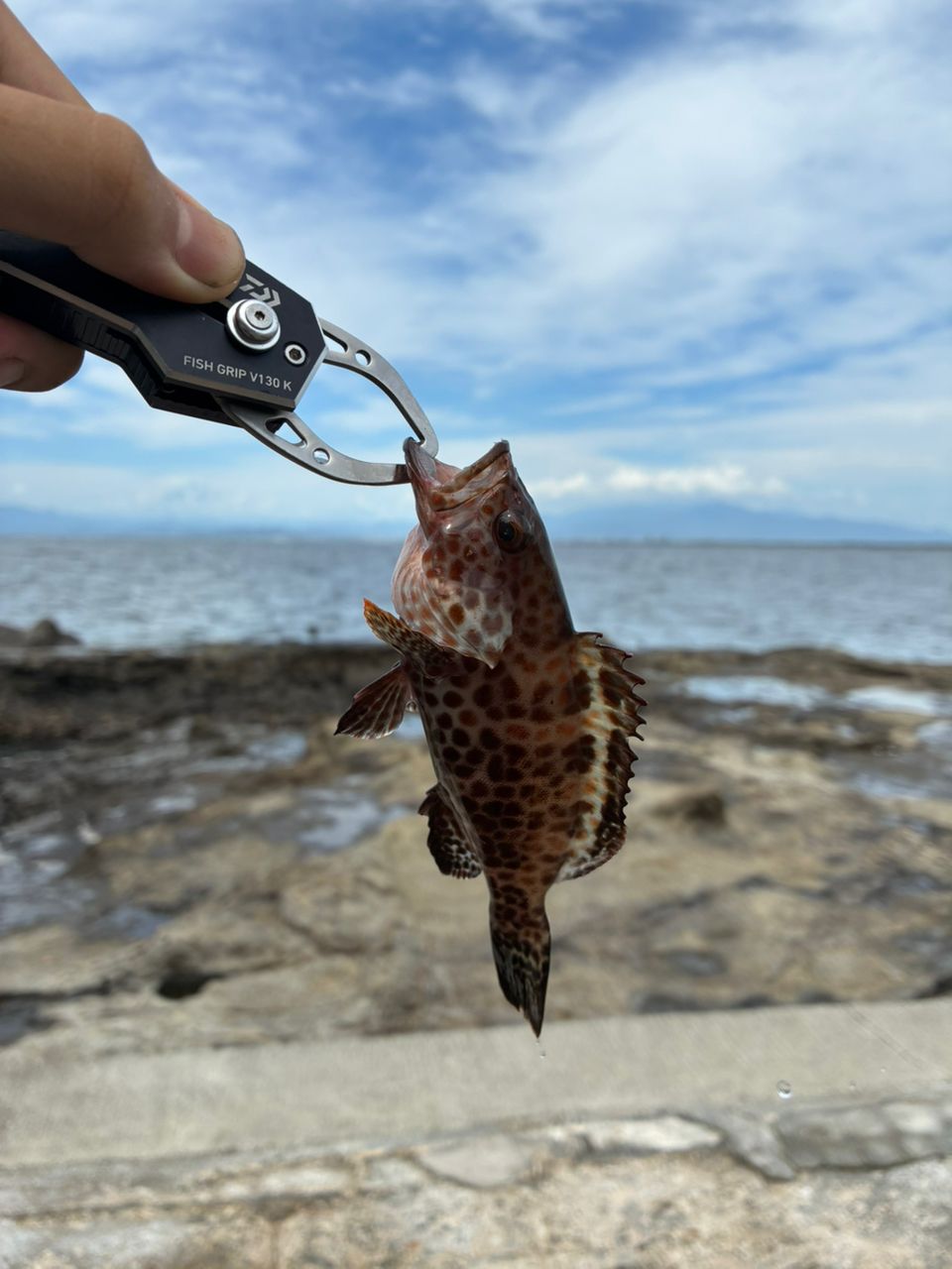 オオモンハタ