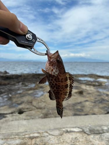 オオモンハタの釣果
