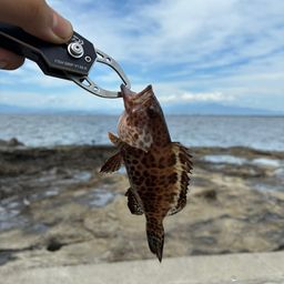 オオモンハタ