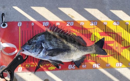 クロダイの釣果