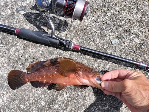 アコウの釣果