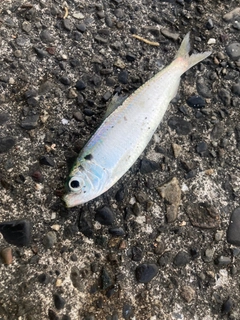 サッパの釣果
