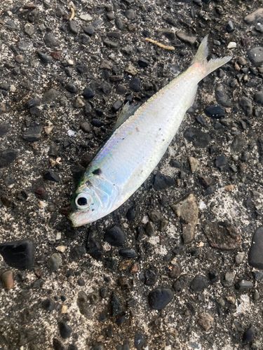 サッパの釣果