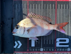 マダイの釣果