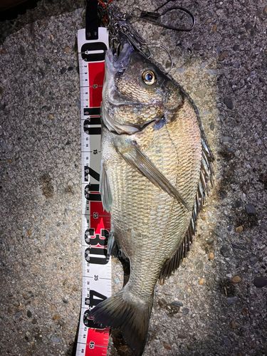 クロダイの釣果