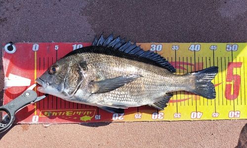 クロダイの釣果