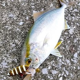 ショゴ