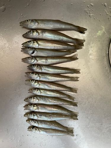 キスの釣果
