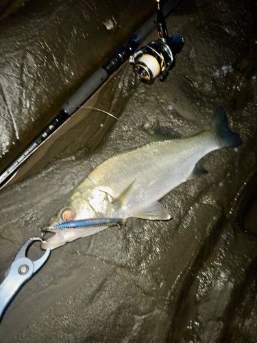 ヒラスズキの釣果