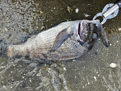 チヌの釣果