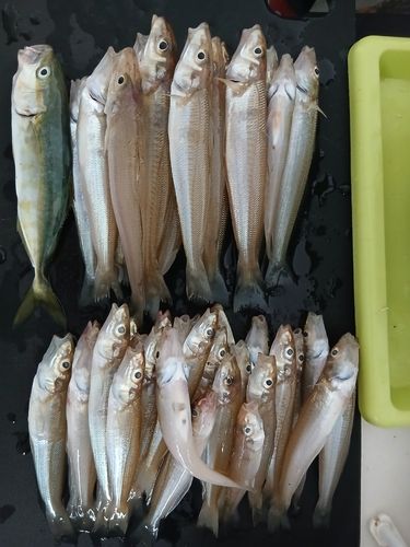 キスの釣果