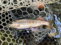 ヤマメの釣果