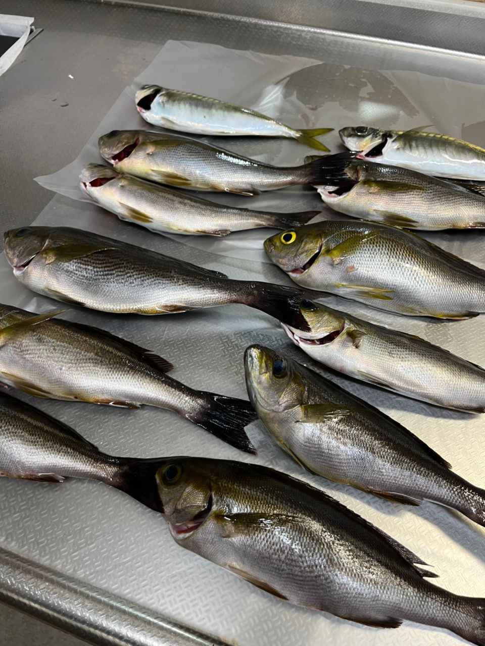 作業化.jpさんの釣果 1枚目の画像