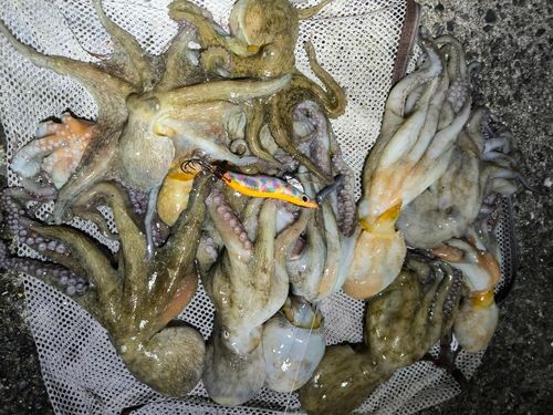 タコの釣果