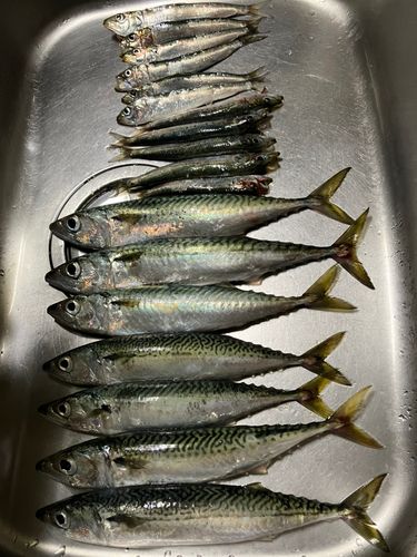 サバの釣果