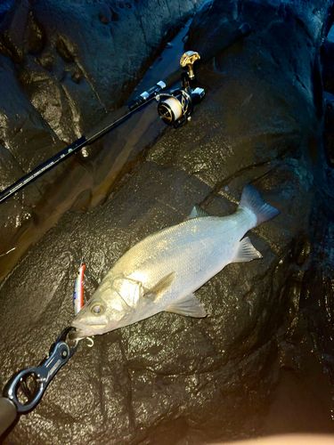 ヒラスズキの釣果
