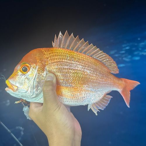 レンコダイの釣果