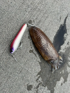 コウイカの釣果