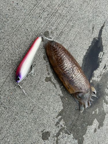 コウイカの釣果