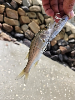 セイゴ（マルスズキ）の釣果