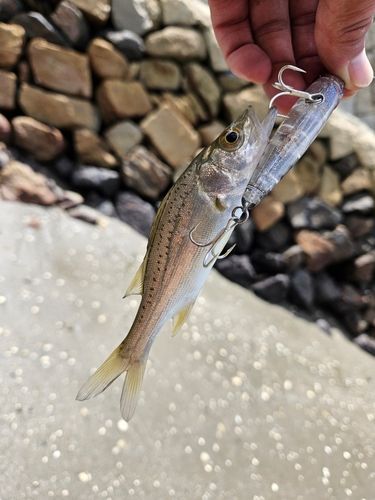 セイゴ（マルスズキ）の釣果