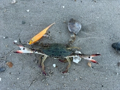 ワタリガニの釣果