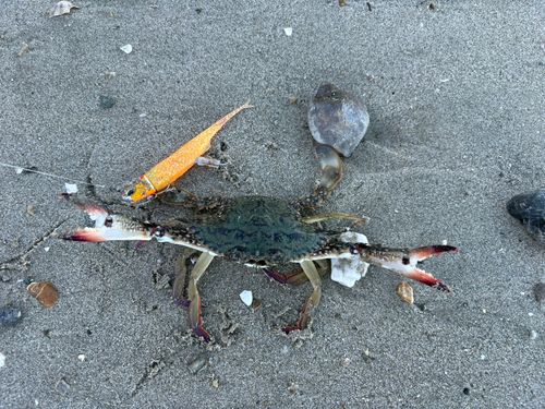 ワタリガニの釣果