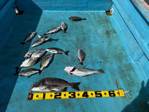 クロダイの釣果