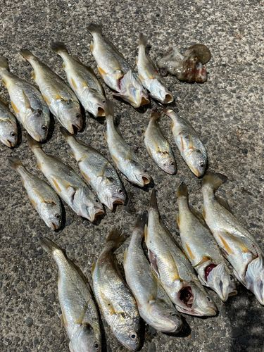 イシモチの釣果