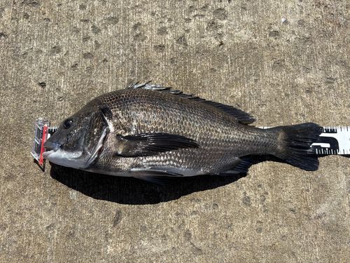 クロダイの釣果