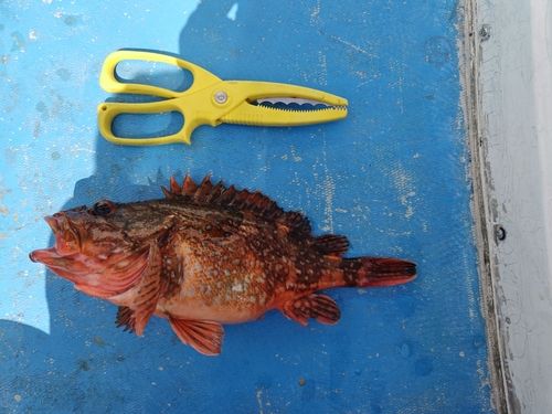 カサゴの釣果