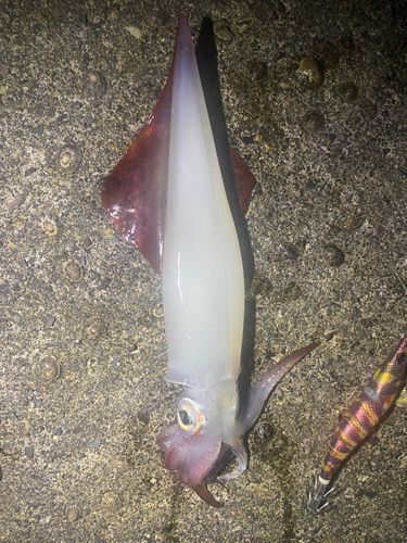 コウイカの釣果