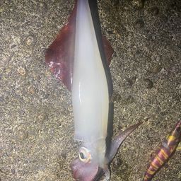 コウイカ