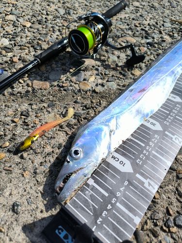 タチウオの釣果