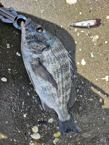 チヌの釣果
