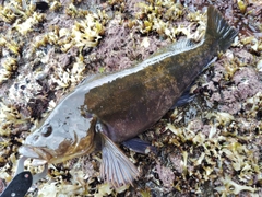 アイナメの釣果