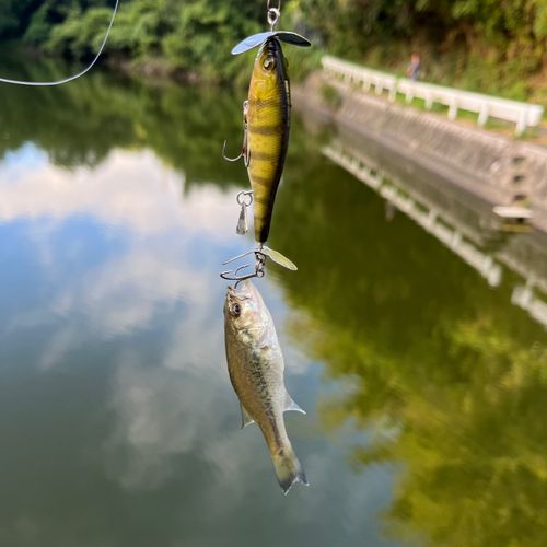 ラージマウスバスの釣果