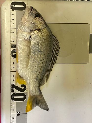 キチヌの釣果