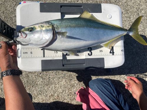 ハマチの釣果