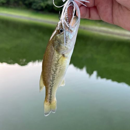 ラージマウスバスの釣果