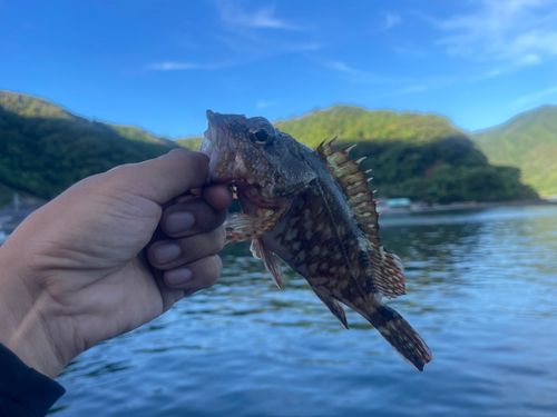 ガシラの釣果