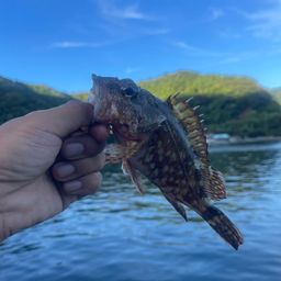 ガシラ