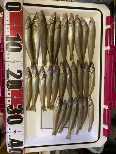 キスの釣果